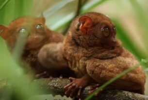 Tarsius, Primata Endemik Sulawesi yang 'Romantis'