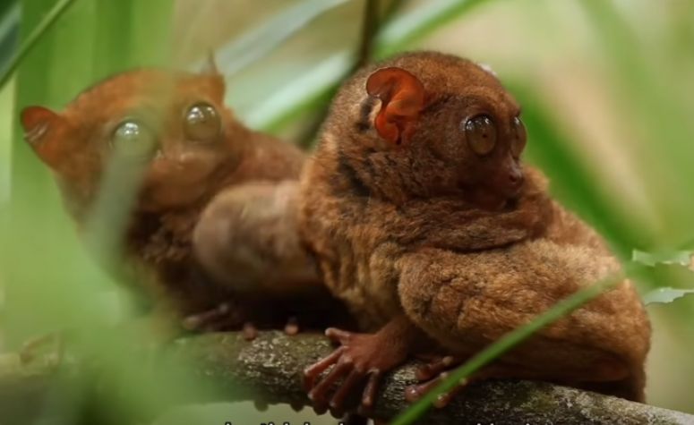 Tarsius, Primata Endemik Sulawesi yang 'Romantis'